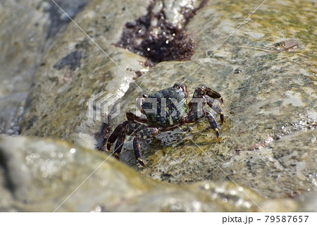磯ガニ210710pm3:30 79587657