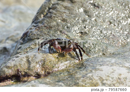 磯ガニ210710pm3:29 79587660