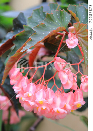 サーモンピンクの豪華な木立性ベゴニアの写真素材