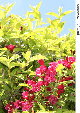 タニウツギの赤い花と蕾 タニウツギの赤い花と蕾 79588009
