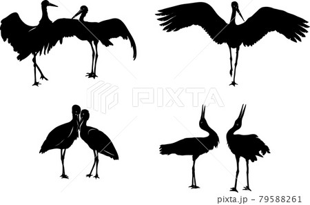 stork, bird, white, black, vector, illustration, drawing stork, bird, white, black, vector, illustration, drawing 79588261