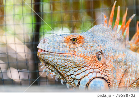 A large orange iguana. Head shot 79588702