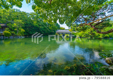 楽寿園 小浜池 【静岡県 三島市】 楽寿園 小浜池 【静岡県 三島市】 79588816