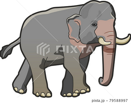 インドゾウ Elephantのイラスト素材