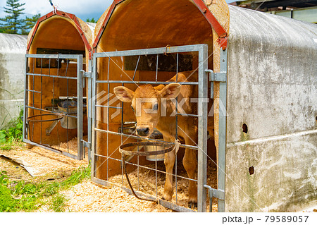 子牛 子牛 79589057