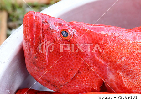 沖縄の魚　アカジンミーバイ 79589181