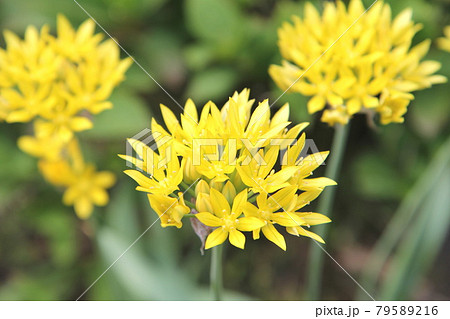 アリウムモーリーの黄色い花 79589216