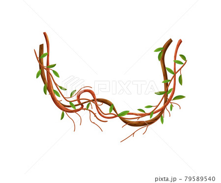 Realistic Liana Illustration 79589540