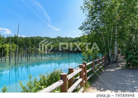 夏の晴れた日の青い池 北海道美瑛町の観光イメージの写真素材