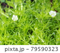 雨上がりに小さな白い花を咲かせるサギナ 79590323