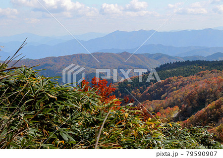 氷ノ山山頂までの登山道から見える紅葉と兵庫・但馬の山々　さらにアップ 79590907