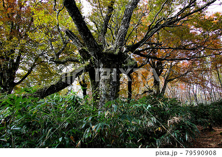 氷ノ山山頂までの登山道の側に存在感を示す大きな木 79590908