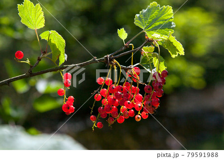 red currant berries illuminated rays of summer sun 79591988