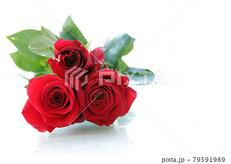 Beautiful Red roses Isolated on a white background with space for message. Valentines day red rose flower. Romantic love 79591989