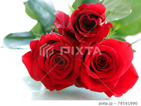 Beautiful Red roses Isolated on a white background with space for message. Valentines day red rose flower. Romantic love 79591990