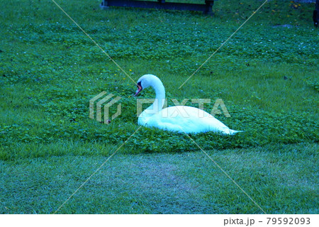 カラー 白鳥 野鳥 草 (2021年7月登録) 最大サイズ:L カラー 白鳥 野鳥 草 (2021年7月登録) 最大サイズ:L 79592093