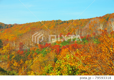 八甲田山麓の鮮やかな紅葉群 八甲田山麓の鮮やかな紅葉群 79593318