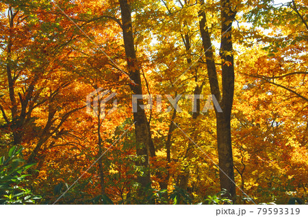 八甲田山麓の鮮やかな紅葉群 八甲田山麓の鮮やかな紅葉群 79593319