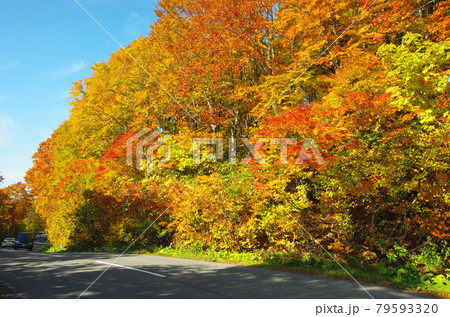 八甲田山麓の鮮やかな紅葉群 八甲田山麓の鮮やかな紅葉群 79593320