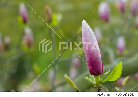 Close-up on the blooming magnolia in the park. 79593859