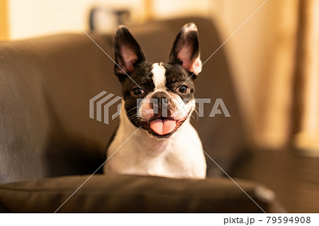 ボストンテリア 79594908