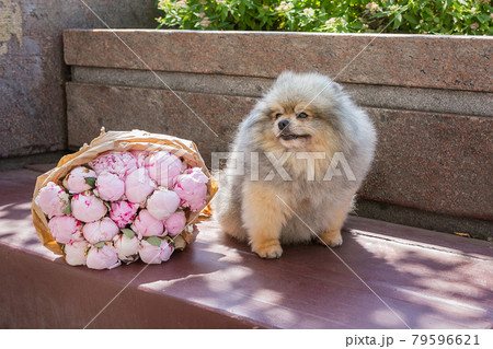 Pomeranian puppy and  bouquet of peonies 79596621