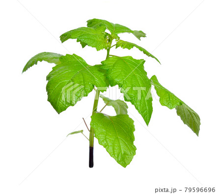 Nicandra physalodes. It is known by the common names apple-of-Peru and shoo-fly plant. Isolated Nicandra physalodes. It is known by the common names apple-of-Peru and shoo-fly plant. Isolated 79596696