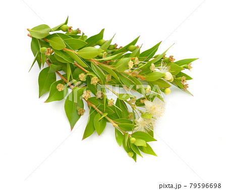 Myrtus or myrtle. Isolated on white background Myrtus or myrtle. Isolated on white background 79596698