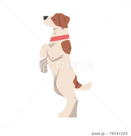 Jack Russell Terrier Standing on its Hind Legs, Cute Pet Animal with Brown and White Coat Cartoon Vector Illustration 79597203
