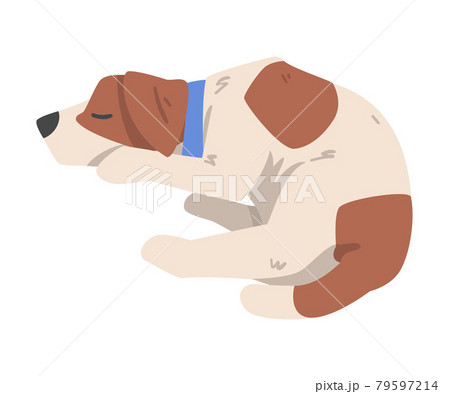 Cute Sleeping Jack Russell Terrier, Pet Animal with Brown and White Coat Cartoon Vector Illustration Cute Sleeping Jack Russell Terrier, Pet Animal with Brown and White Coat Cartoon Vector Illustration 79597214