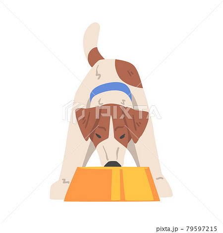 Jack Russell Terrier Eating Food from Bowl, Front View of Cute Pet Animal with Brown and White Coat Cartoon Vector Illustration Jack Russell Terrier Eating Food from Bowl, Front View of Cute Pet Animal with Brown and White Coat Cartoon Vector Illustration 79597215