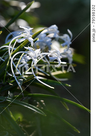 フウラン 79598102