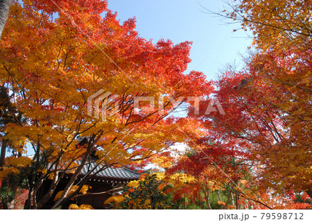 秋の源光庵 境内の紅葉 京都市北区鷹峯 秋の源光庵 境内の紅葉 京都市北区鷹峯 79598712