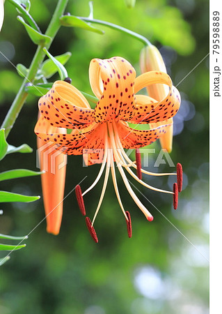 茎にむかごがついた鬼百合(オニユリ) 茎にむかごがついた鬼百合(オニユリ) 79598889