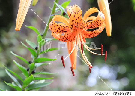 茎にむかごがついた鬼百合（オニユリ） 79598891