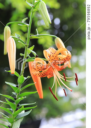 茎にむかごがついた鬼百合（オニユリ） 79598892