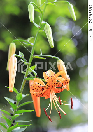 茎にむかごがついた鬼百合 オニユリ の写真素材