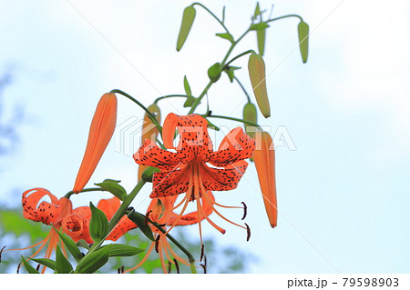 茎にむかごがついた鬼百合 オニユリ の写真素材