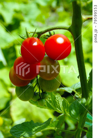ミニトマト ミニトマト 79599553
