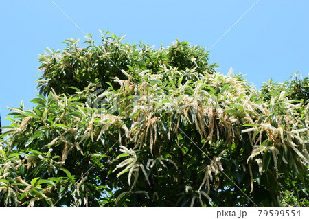 栗の花 白く長い個性的な花 栗の花 白く長い個性的な花 79599554