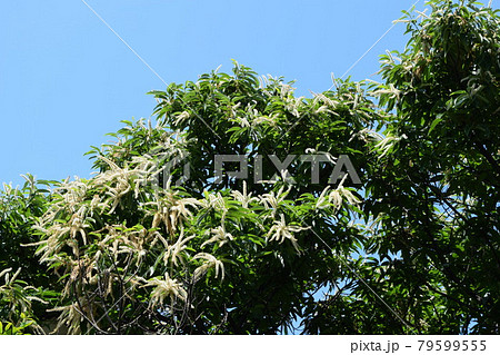 栗の花 白く長い個性的な花 栗の花 白く長い個性的な花 79599555