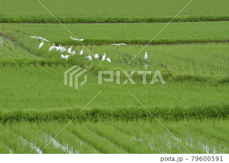 水田でエサをあさる白サギの群れ 79600591