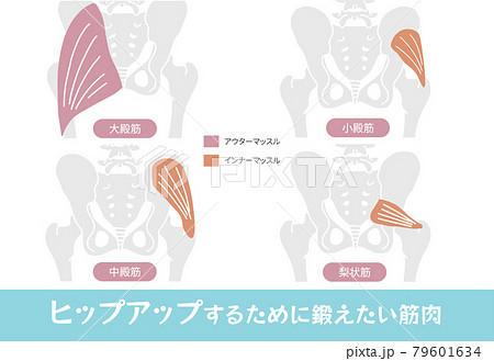 ヒップアップするために鍛えたい筋肉と骨盤背面からのイラスト ヒップアップするために鍛えたい筋肉と骨盤背面からのイラスト 79601634