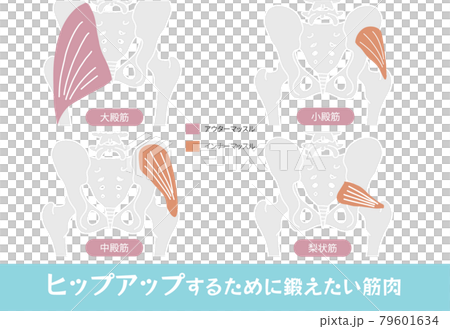 ヒップアップするために鍛えたい筋肉と骨盤背面からのイラスト ヒップアップするために鍛えたい筋肉と骨盤背面からのイラスト 79601634
