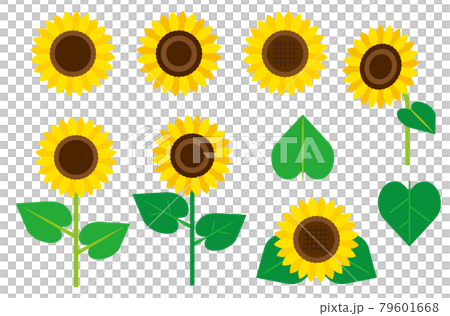 ヒマワリの花の素材セット/白背景 79601668