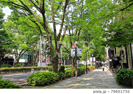 東京　渋谷区　表参道の都市風景 79601750