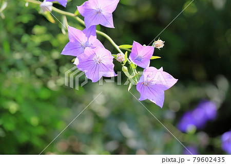 キキョウの花 キキョウの花 79602435