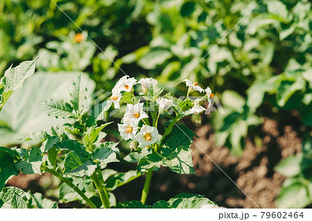 White Potato flowers on a field. Blossoming potatoes in the garden. Harvest potatoes. arid year without harvest 79602464
