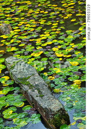 敦賀市　西福寺庭園 79603319