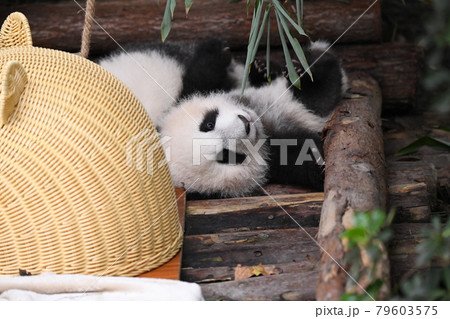 かわいいポーズの赤ちゃん灰色パンダの写真素材
